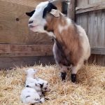 Pygmy Goats in Temple, Texas