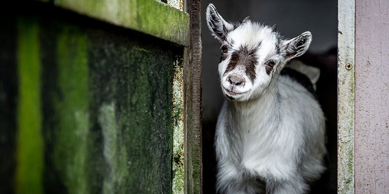 Three Reasons Why Our Pygmy Goats are the Best Neighbors